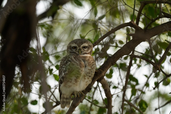 Fototapeta Spotted Owlet posing