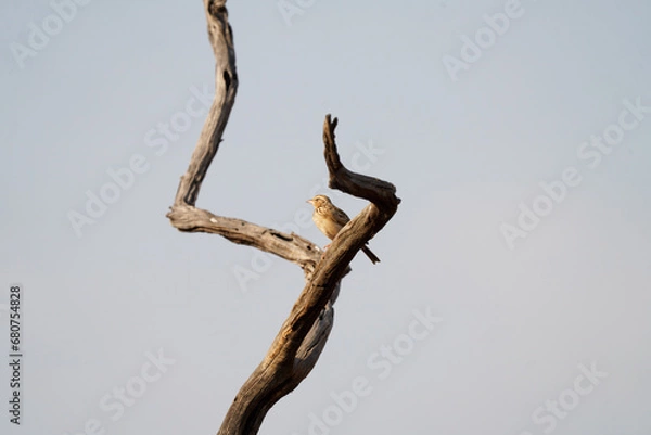Fototapeta Indian Bushlark posing