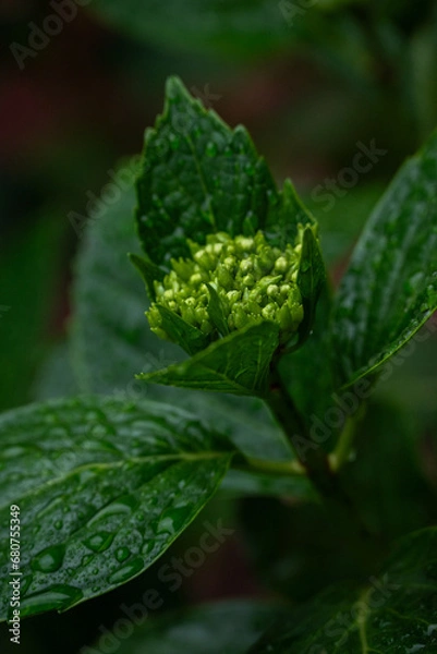 Obraz Hydrangea macrophylla
