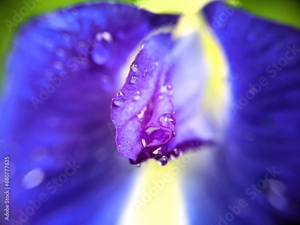Obraz water drops on purple flower