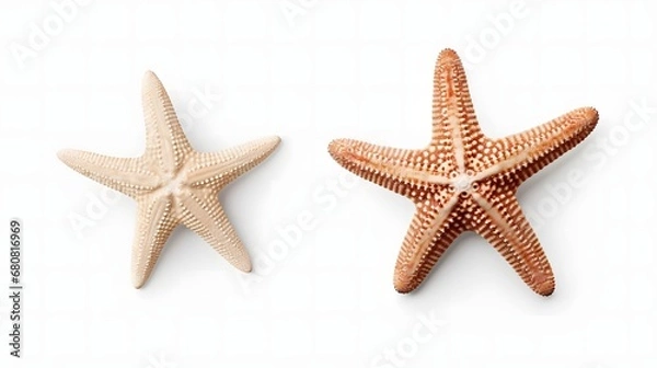 Fototapeta ヒトデ