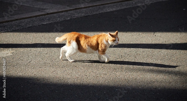 Fototapeta 冬の朝の街を歩く一匹の野良猫の姿
