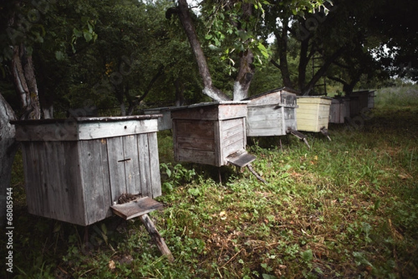 Fototapeta Apiary