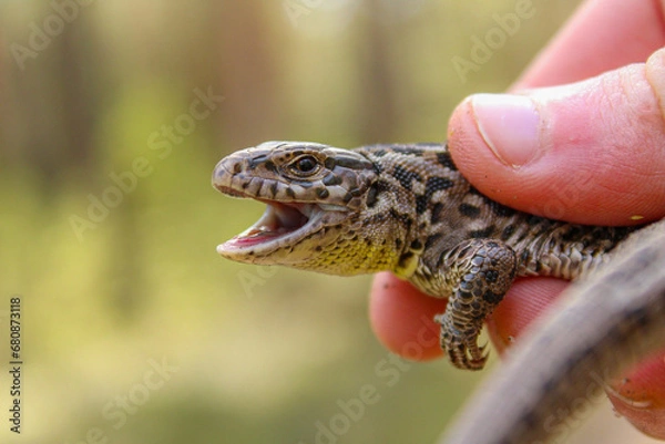 Fototapeta lizard in hand