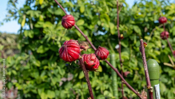 Obraz roselle fruit