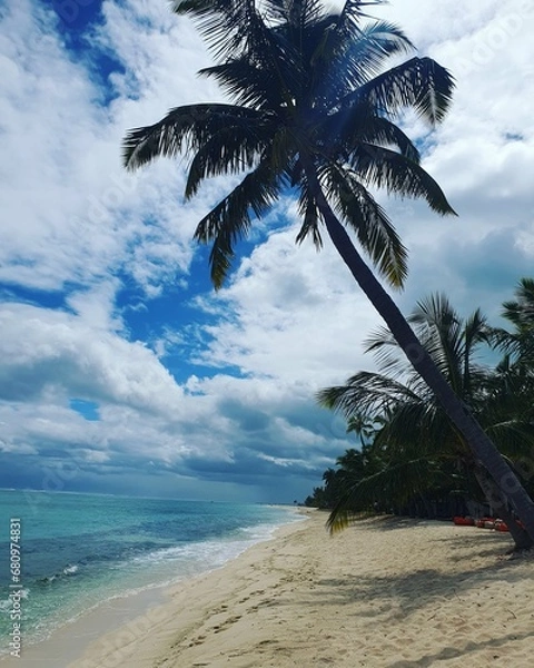 Obraz palm tree on the beach