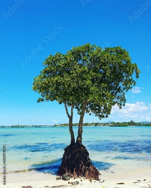 Obraz tree on the beach