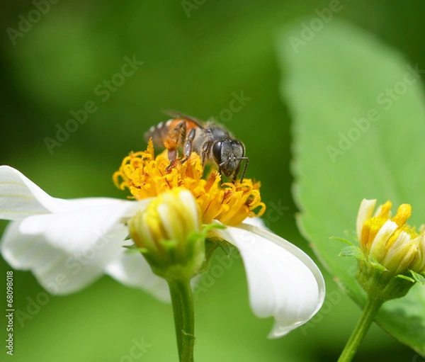 Obraz Bees to a flower.