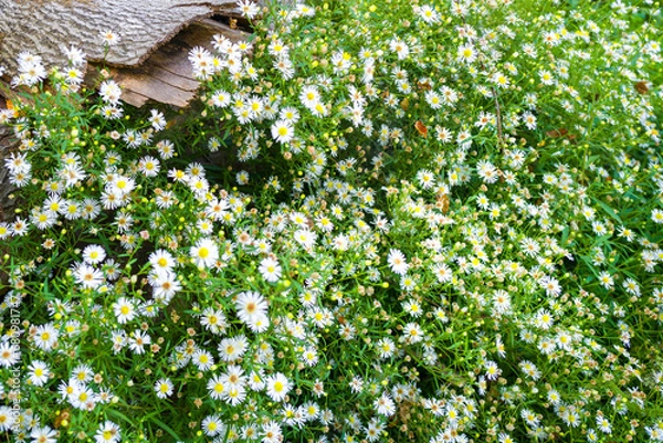 Fototapeta Wildblumen