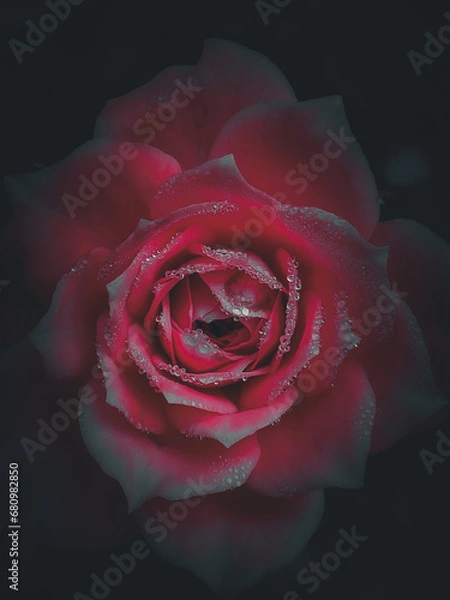 Obraz Dew drop on rose