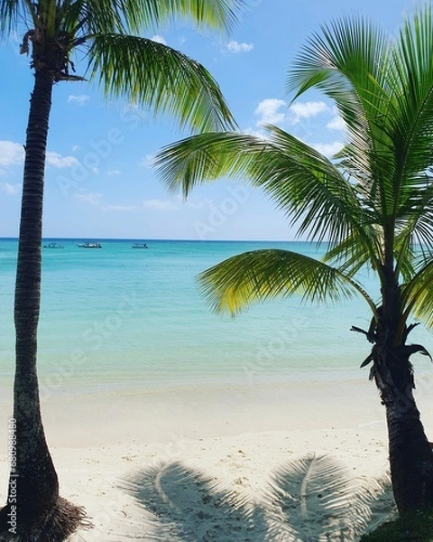 Obraz palm trees on the beach