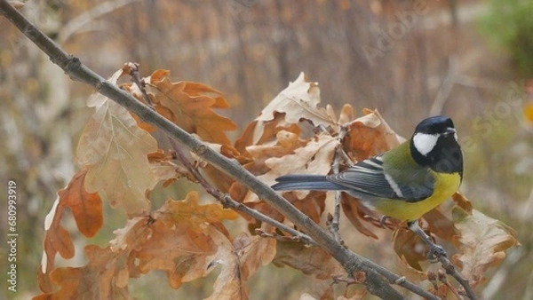 Fototapeta  Tit on an oak branch in the autumn forest.