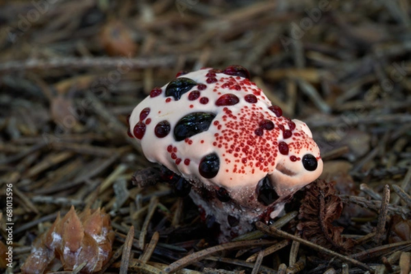 Fototapeta Inedible mushroom Hydnellum peckii in the needles. Known as Red-juice Tooth, Bleeding tooth fungus or Devil's Tooth. Wild white-red mushroom in spruce forest.