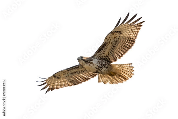 Fototapeta hawk in flying  isolated on transparent background, Hawk PNG, 