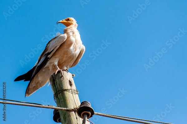 Obraz Egyptian Vulture