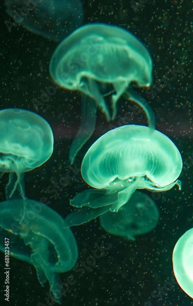 Fototapeta Jellyfish playing with lights against a black background