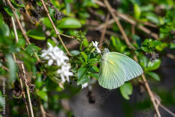 Fototapeta Male butterfly of Catopsilia pomona, the common emigrant or lemon emigrant, is a medium-sized pierid butterfly found in Asia include Indonesia