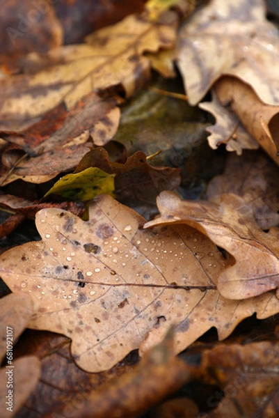 Fototapeta Beautiful autumn foliage in the rain close-up