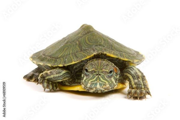 Fototapeta Funny green turtle