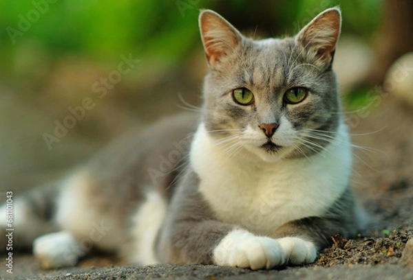 Obraz Portrait of a beautiful domestic cat