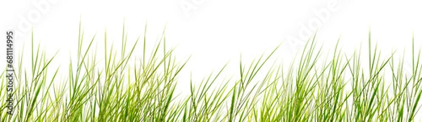 Obraz filigree dune grasses with motion blur isolated on transparent background, nature texture template overlay decoration