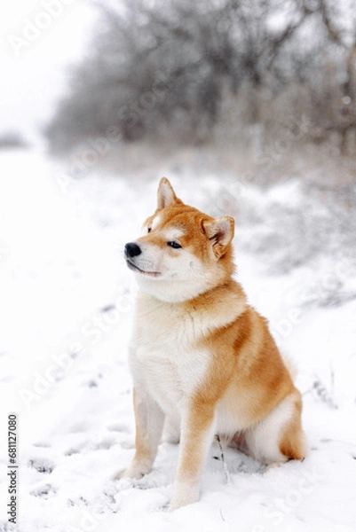 Fototapeta Portrait of a miniature red dog of the Shiba Inu breed that smiles in a snowy field