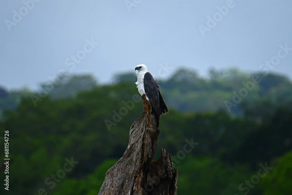 Fototapeta Fish Eagle on a dead tree.