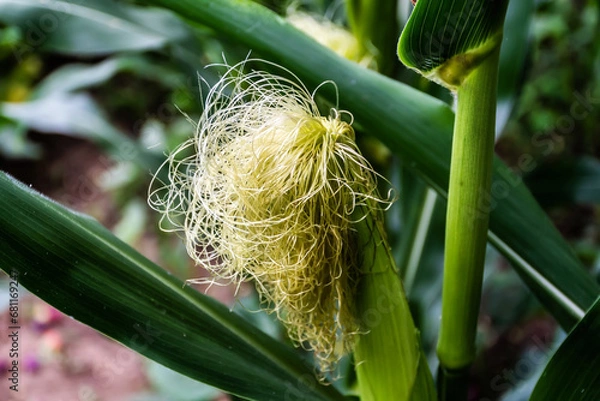 Obraz Fresh corn silk. Unripe corn cobs with corn silk.