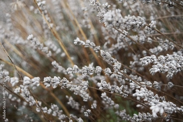 Fototapeta snow covered branches