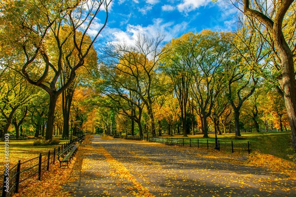 Obraz Central Park in the Fall