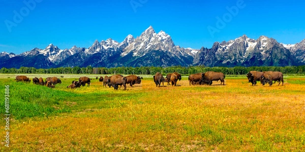 Obraz Buffalo in the Tetons