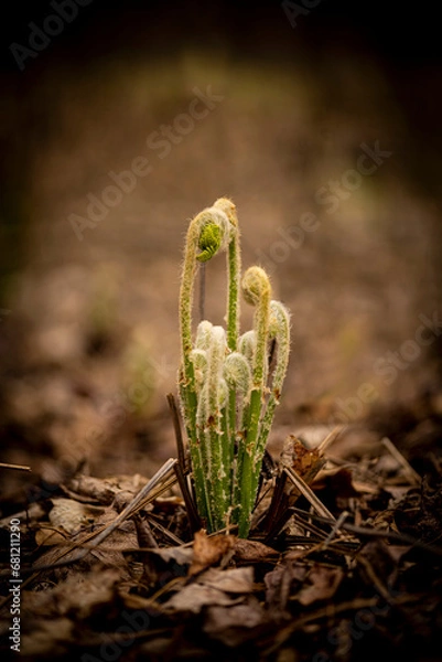 Obraz Young Fern