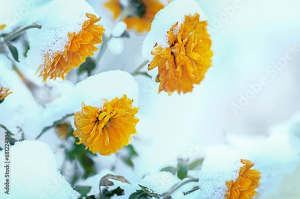 Obraz Orange chrysanthemums under the snow