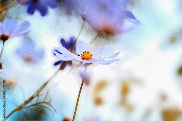 Obraz wildflower cosmos  close-up side view