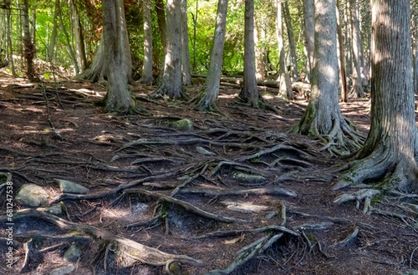 Obraz Tree roots that are exposed and gnarly in a lakeside park forest in an eery landscape scene.