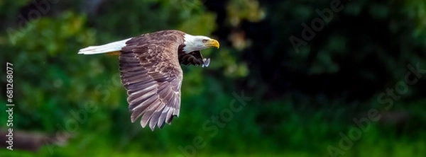 Fototapeta A bald eagle in flight with wings spread and eyes looking forward.