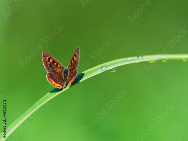 Obraz 雨の雫とベニシジミ