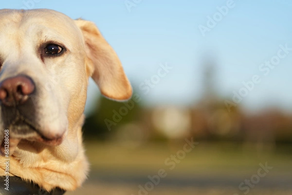 Obraz ラブラドールレトリバー 犬 dogs labradorretriever