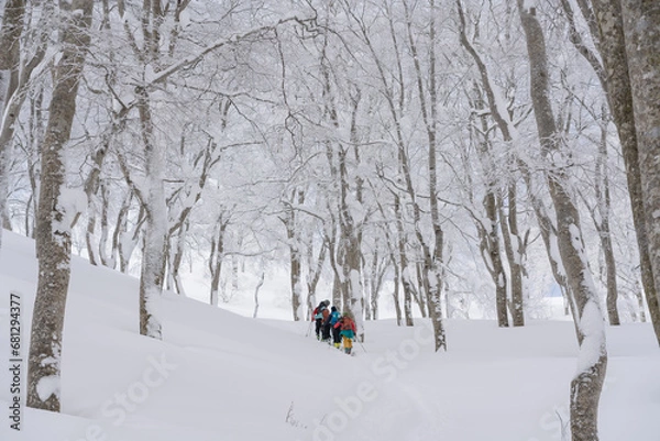 Obraz 山スキー　ブナの森を登る