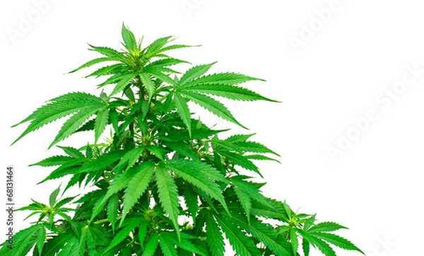 Obraz Detail of marijuana plant