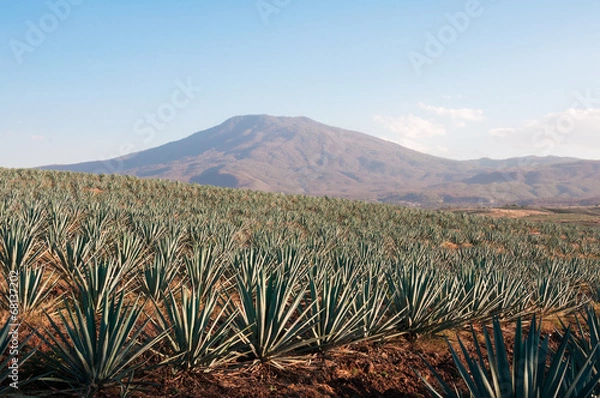 Obraz Pole agawy w Tequili, Jalisco (Meksyk)