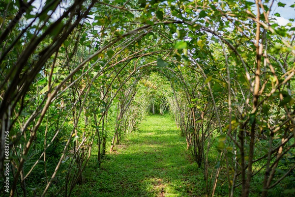 Fototapeta mulberry
path in the forest