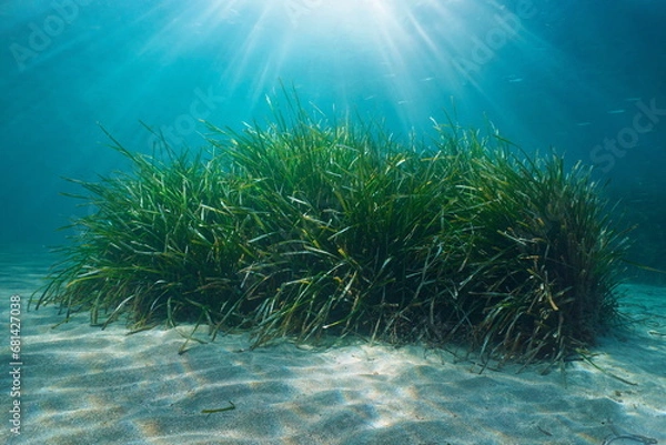 Obraz Seagrass on a sandy seabed with sunlight underwater in the Mediterranean sea (Neptune grass Posidonia oceanica), natural scene, France, French Riviera