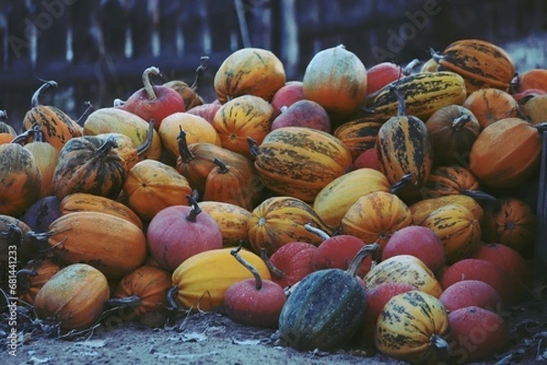 Fototapeta Lots of orange, yellow, green and striped pumpkins in the yard on a cloudy fall day. Pumpkins collected from the field, piled in a heap outdoors. A group of pumpkins. Thanksgiving.