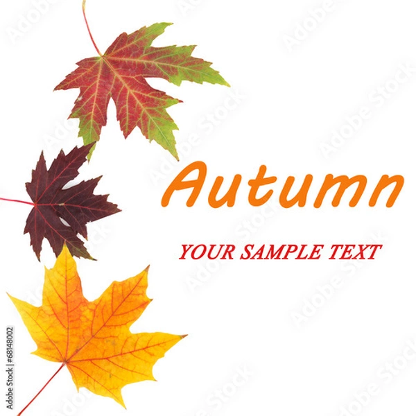 Fototapeta Different leaves isolated on white