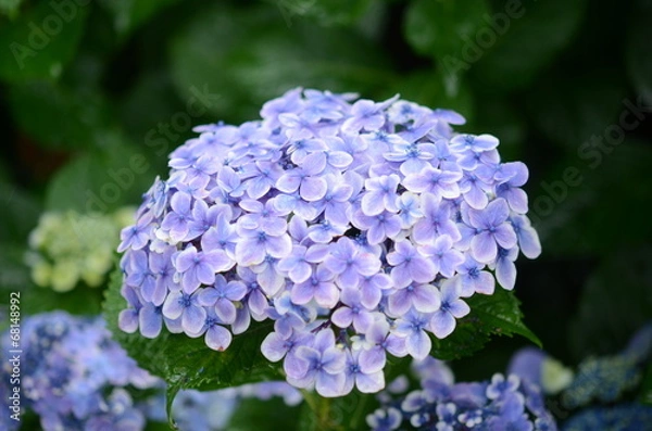 Fototapeta あじさい