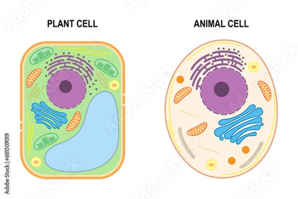 Fototapeta The structure of a plant cell and an animal cell.