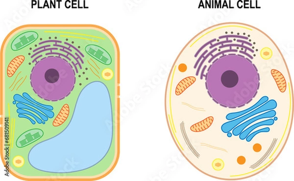 Fototapeta The structure of a plant cell and an animal cell.