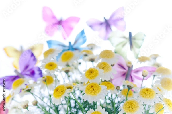 Fototapeta マーガレット　蝶々　春イメージ