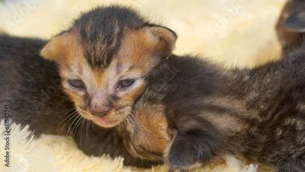 Fototapeta Black and gray kittens on a soft fur carpet